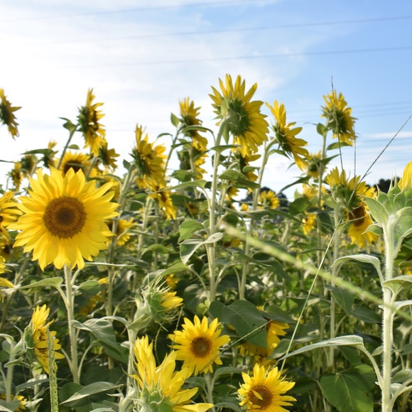 Meet your Posher, Aryn - Picture 1 of 1